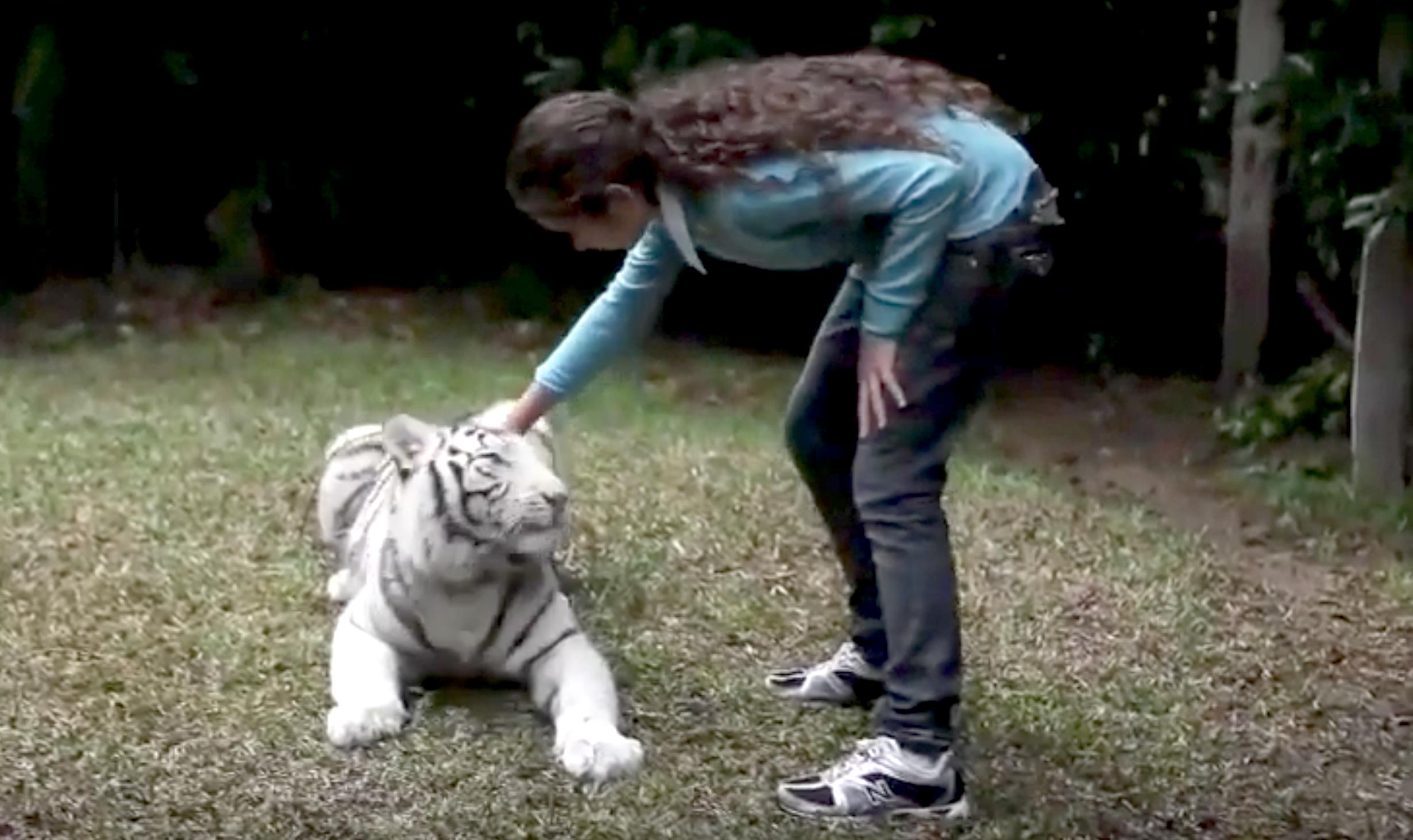 Sam and the White Tiger